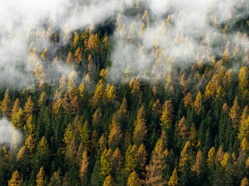 Image of plantation forest in the mist